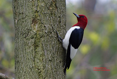 Bird Families: Woodpeckers (Picidae)