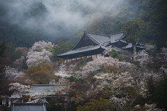 (Nara) Hase-dera 長谷寺