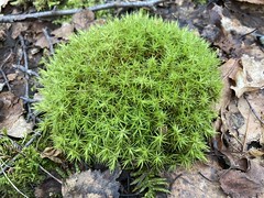 Bryophytes and Moss