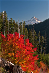 Fall Color NW