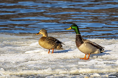 Wildlife - Ducks