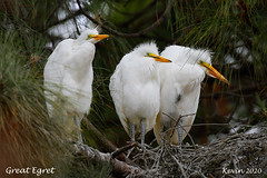 Great Egret Fledglings May to July 2020