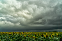 Sunflowers in Whitewright, Texas