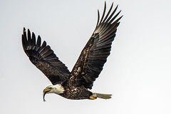 Wildlife - Eagles