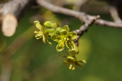 Sabiaceae  アワブキ科