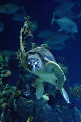 The Deep Aquarium, Hull