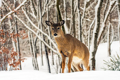 Wildlife - Deer