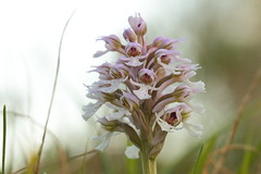 Neotinea tridentada subs. conica -  Orchis conica