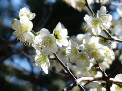 Plum in full bloom, Asukano, Ikoma @Nara,Feb2021