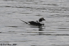 Long-tailed Duck CNWR Mar 21