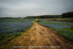 Texas Bluebonnets and Other Wildflowers