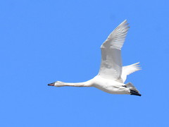 Tundra Swan Migration, 2021
