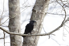 3-14-2021 American Crow (Corvus brachyrhynchos)