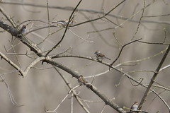 3-14-2021 Chipping Sparrow (Spizella passerina)