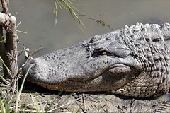 2-27-2021 American Alligator (Alligator mississippiensis)