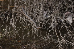 2-27-2021 Banded Watersnake (Nerodia fasciata)