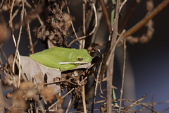 2-27-2021 American Green Treefrog (Hyla cinerea)
