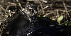 | Sparrowhawk and Magpie | 15-03-21 |