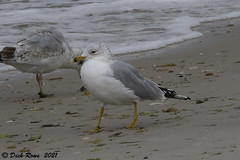 Ring-billed Gull CNWR Mar 21