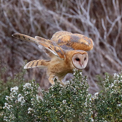 Barn Owl of Hayward 10-22-2018
