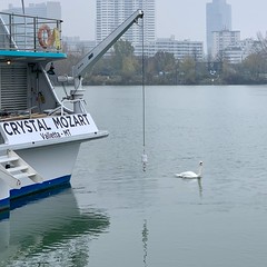奧地利維也納多瑙河的天鵝 11-19-2018