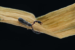擬蠍目 Pseudoscorpionida