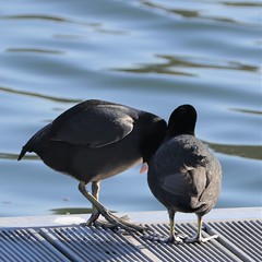 A Coot Lovestory 