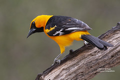 Birds of Texas, USA