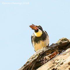 Acorn Woodpecker Dec 2018