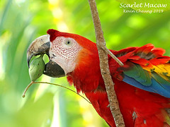 Birds of Panama & Costa Rica Feb 2019