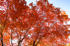 Unforgettable Fall Foliage, 2020