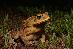 True Toads (Bufonidae)