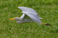 2019 White Egret 