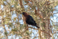 BIRDS - Brown-Headed Cowbird