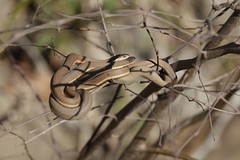 3-11-2021 Queen Snakes (Regina septemvittata)- Mating Pair