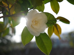 Kapok (Schefflera), White camellia, Asukano, Ikoma @Nara,Mar2021