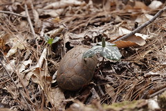 3-11-2021 Eastern Mud Turtle (Kinosternon subrubrum)