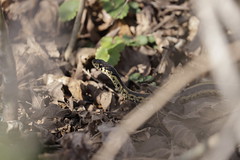 3-11-2021 Eastern Garter Snake (Thamnophis sirtalis)