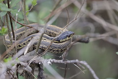 3-13-2021 Eastern Garter Snake (Thamnophis sirtalis)