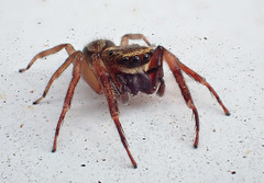 SPIDERS: GOLDEN-BROWN JUMPING SPIDER