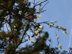 Plum in full bloom-1, Asukano, Ikoma @Nara,Feb2021
