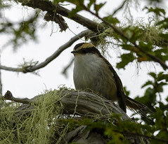 Furnariidae - Ovenbirds and Woodcreepers