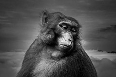 Portraits of Monkeys