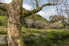 2021 | 陽明山櫻花祭 (春) . Taipei