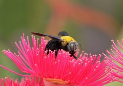 Female carpenter bees