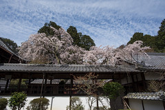 (Kyoto) Jūrin-ji 十輪寺