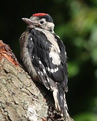 GREAT SPOTTED WOODPECKER (DENDROCOPOS MAJOR)