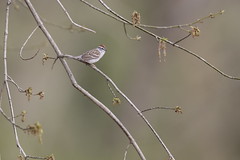 3-21-2021 Chipping Sparrow (Spizella passerina)