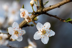 Floraison printanière - Spring blossom