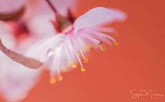 Cherry/Apple Blossom